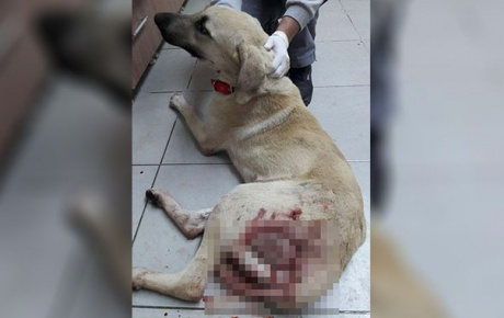 Bodrumda bir sokak köpeği daha av tüfeğiyle yaralandı