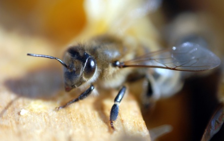 Binlerce arı polise saldırdı