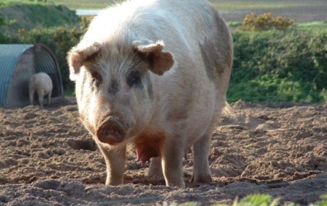 Marmariste kaçak domuz eti operasyonu