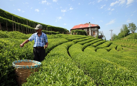 Doğu Karadenizde üretilen çayın tüketildiği ülke sayısı 110a ulaştı