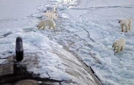 Kutup ayılarının göçü canlı yayında