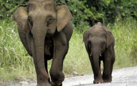 Pigme fil turisti öldürdü