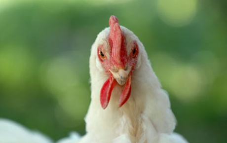 Zehirli tavuklar Türkiyede mi?
