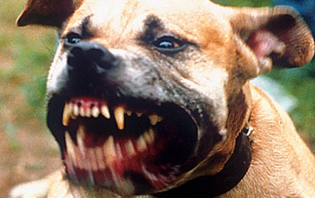 Bursada öğretmene pitbull köpekli saldırı