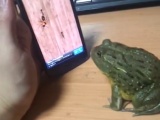 Telefonda oyun oynayan kurbağa