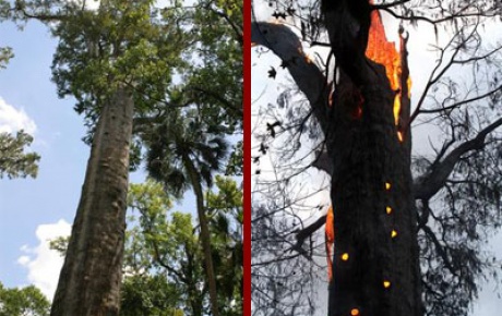 3500 yıllık ağaç yandı
