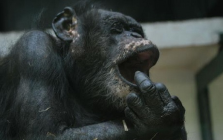 En yaşlı şempanze 60 yaşında öldü