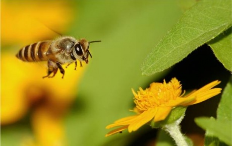 Arılara neler oluyor?