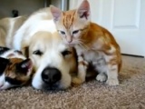 Yavur kediler ve köpeğin dostluğu
