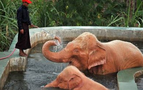 Pembe fillerin havuz sefası