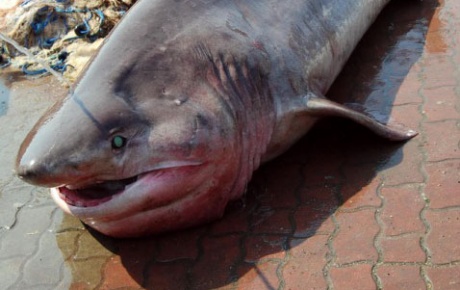 Edirnee 2.5 metrelik köpekbalığı