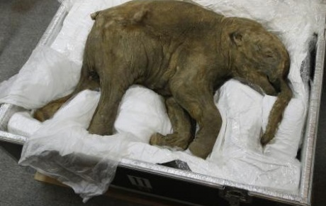 40 bin yaşındaki yavru fil