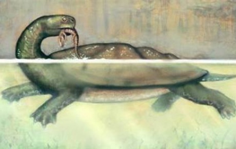Timsahları tek lokmada yutan kaplumbağa