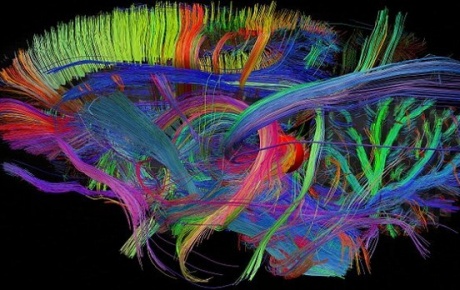 En detaylı beyin haritası