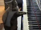 Piyanist kedi
