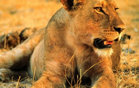 İranda 14 aslan öldürüldü