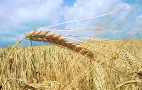 Buğday ithalatına sıfır vergi