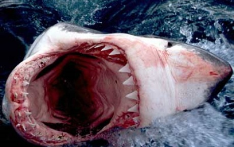 Binlerce köpek balığı Floridaya göç ediyor