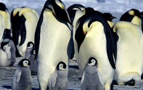 Neşeli ayak Antarktikaya salındı