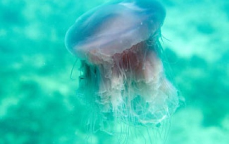 Fare hücresinden denizanası