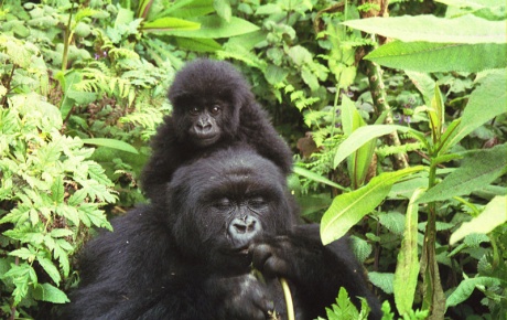 Goriller de bebeklerine agu diyor