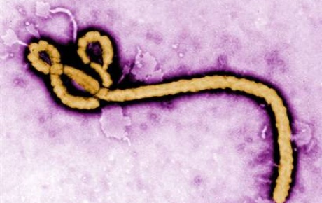Ebola virüsü son bir haftada 25 can aldı