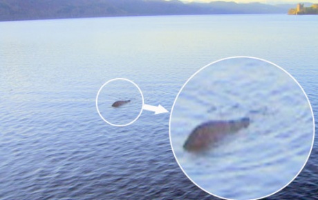 Yoksa Loch Ness canavarı bu mu?
