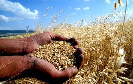 Türkiyede tahıl üretimi 2012 yılında azaldı