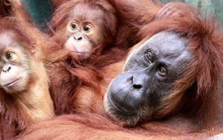 Endonezyada orangutan seferberliği