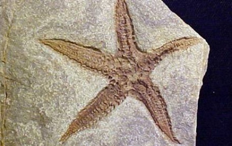 Çantasından 60 milyon yıllık fosil çıktı