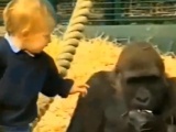Gorillerin arasında büyüdü