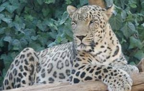 İnsan avlayan leopar alarmı