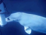 Konuşan balinanın ses kaydı ilk kez yayınlandı