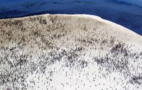 13 yıldır aranan penguen kolonisi