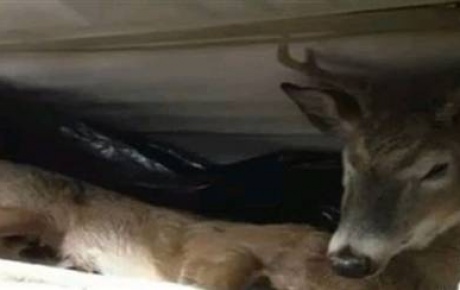 Buzdolabından ölü geyik çıktı