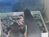 Sinirlenen penguen yavrusunu yedi!