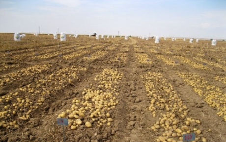 Patates yetiştiriciliği yaygınlaşıyor
