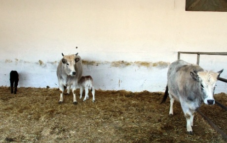 Dünyanın ilk klon inekleri anne oldu