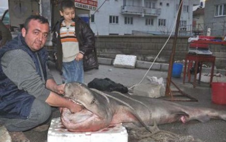 Pazar yerinde 350 kiloluk köpek balığı