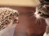 Kirpi ile Kedi Yavrusunun Tanışmaları