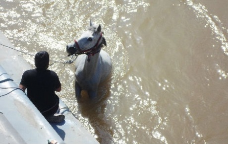 Asi Nehrine düşen at, kurtarıldı