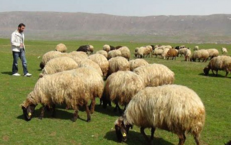 Üniversiteli çoban