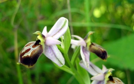 Likya Orkidesi koruma altında