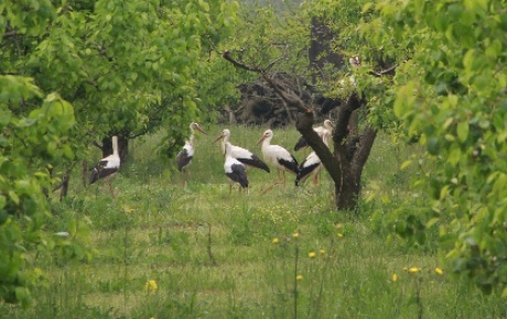 Baharın habercisi leylekler Bursa ovasını süslüyor